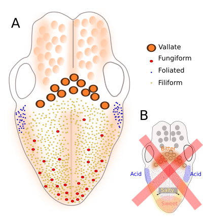 Papillae distribution