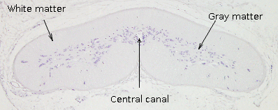  Hagfish spinal cord