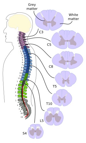  Levels of the spine