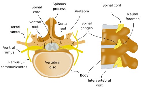  Vertebra, spinal cord