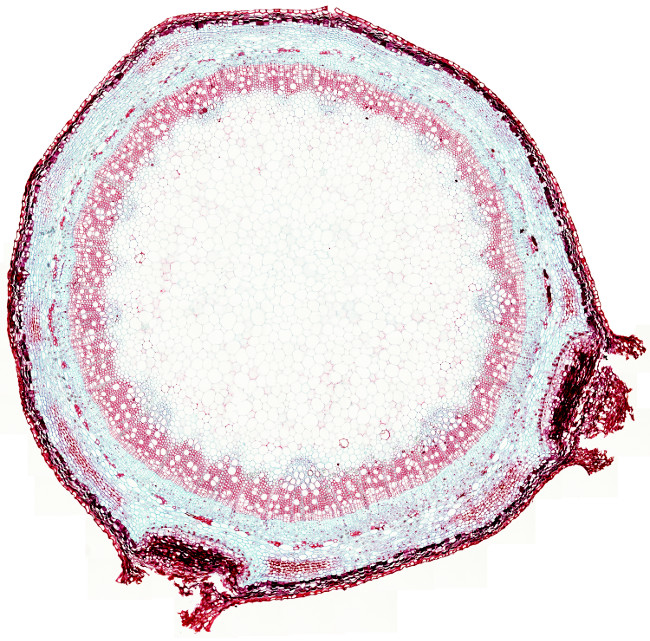 Secondary stem dicot