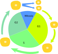 Cell cycle 