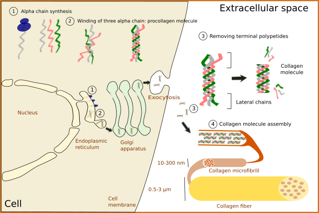 Collagen synthesis