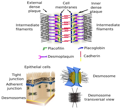 Desmosome