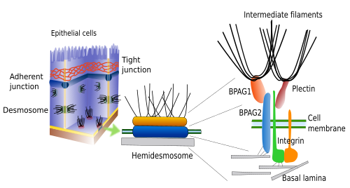 Hemidesmosome