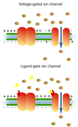 Channels