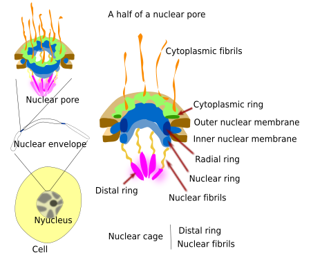 Nuclear pore complex