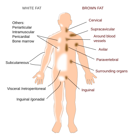 Fat distribution