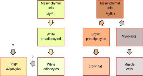 Differentiation of adipocytes