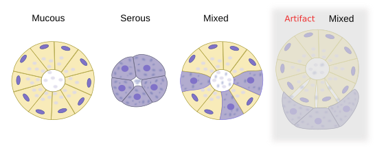 Types of acini