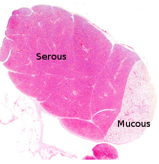 Submaxilar salivary gland