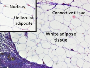 White adipose tissue