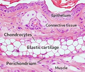 Elastic cartilage