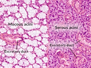 Salivary gland