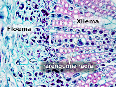 Parénquima vascular