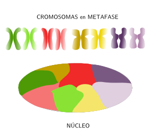 Territorios cromosómicos