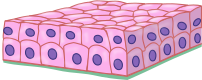 Epitelio estratificado cúbico