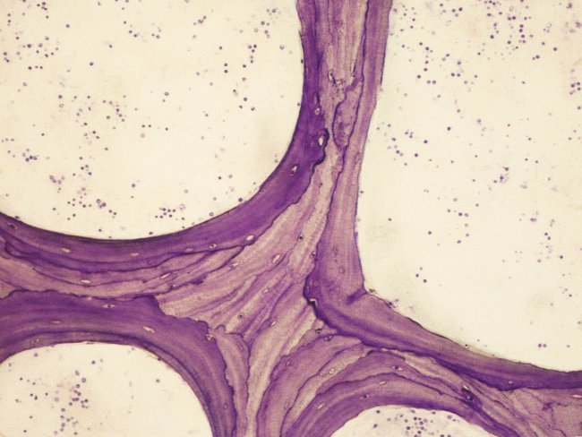 Tejido Óseo Trabecular Atlas De Histología Vegetal Y Animal