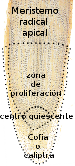 meristema apical de la raíz