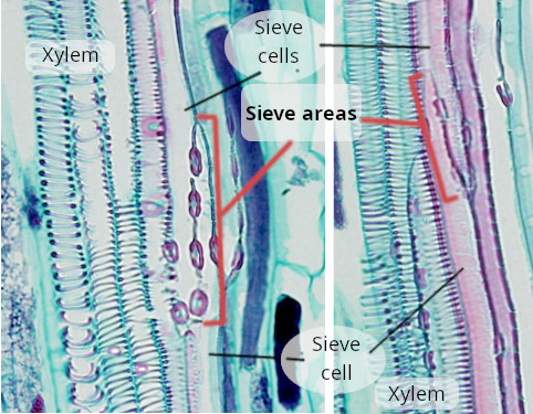 Sieve cells 