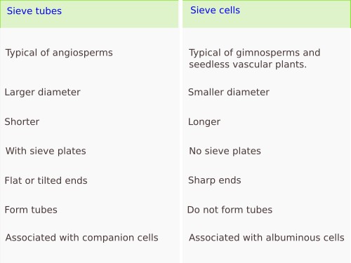 Sieve tubes and sieve cells