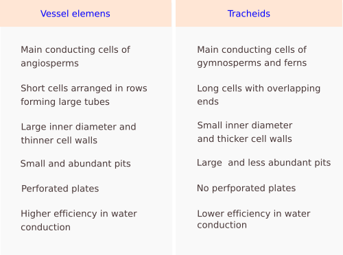 Long cells (AeB), hair cells (C), tracheid and vascular tissues (D