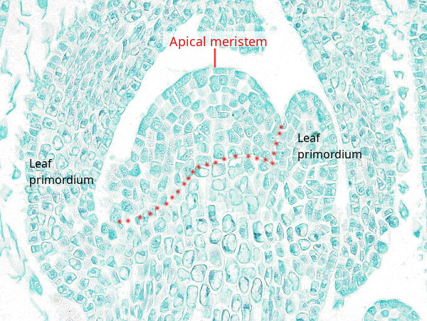 Shoot apical meristem