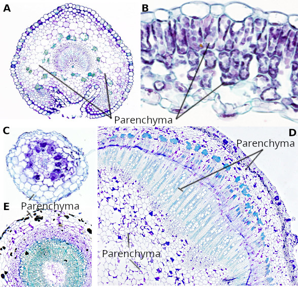 Parenchyma