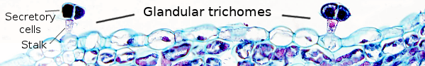 Glnndular trichomes