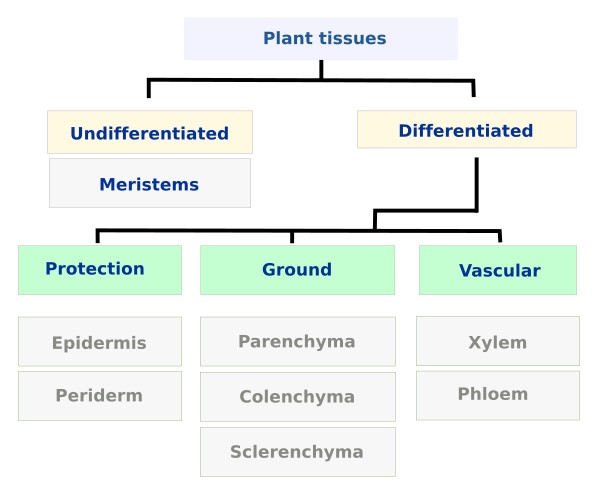 Plant tissues