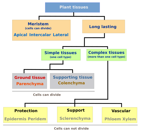 Plant Tissue Mind Map Plant Tissues. Introduction. Atlas Of Plant And Animal Histology.