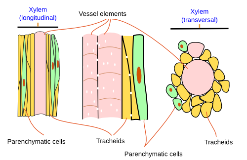 Long cells (AeB), hair cells (C), tracheid and vascular tissues (D