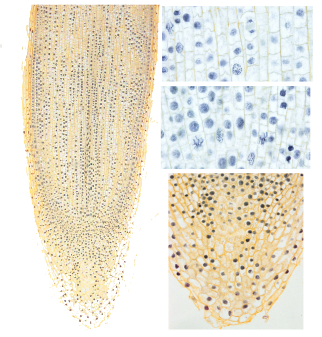 Meristematic Tissue Root