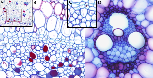 xylem and phloem microscope