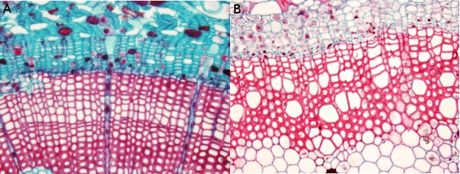 Secondary vascular tissues