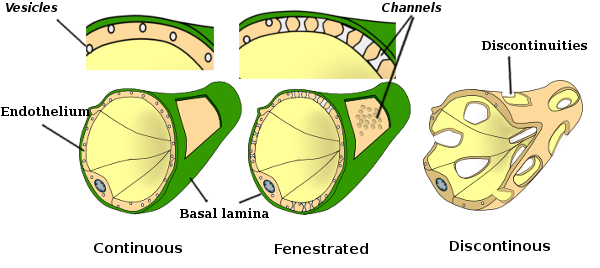 endothelium of capillaries