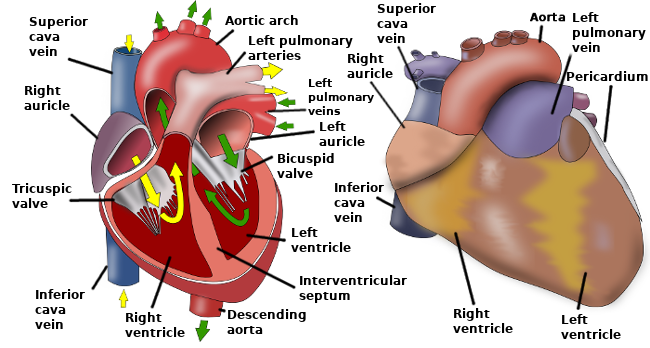 animal organ system