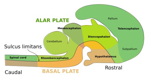  Alar-basal plates