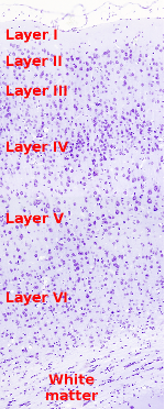 cerebral cortex histology layers