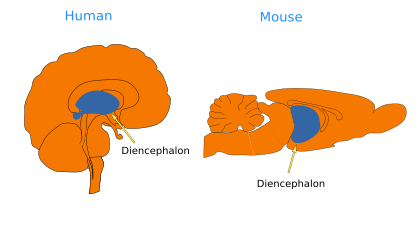 Animal organs. Nervous system. Diencephalon. Atlas of plant and animal ...