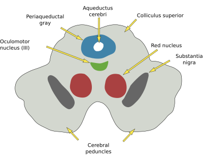 substantia nigra red nucleus