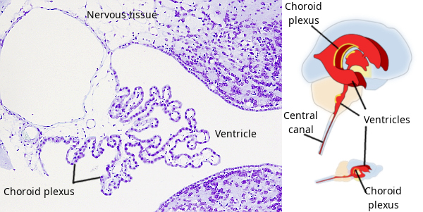 Choroid plexus