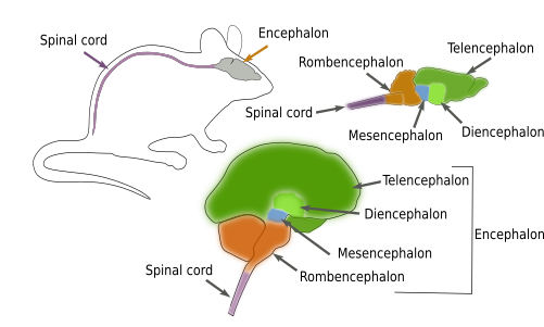  Encephalic divisions