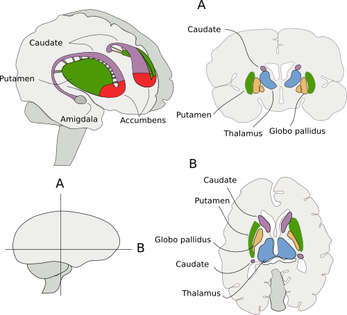  Basal ganglia