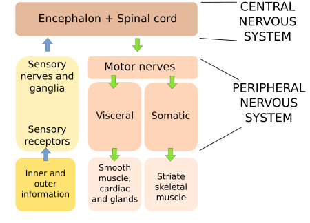 organs of the nervous system list