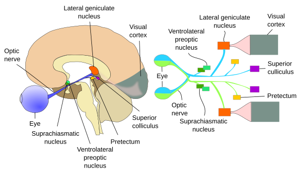 Visual path