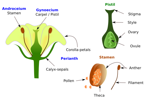 ovary plant diagram