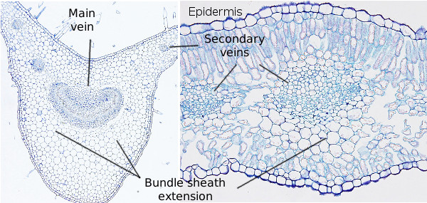 microscopic leaf structure