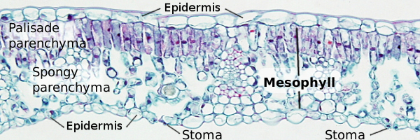 microscopic leaf structure