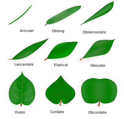 Leaf morphologies